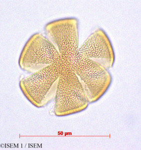 ISEM 1/Hesperozygis_myrtoides_29233/Hesperozygis_myrtoides_29233_0001(copy)_thumb.jpg